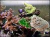 reef tank july 2012 005.jpg