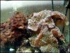 reef tank july 2012 007.jpg