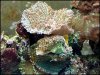 reef tank july 2012 009.jpg