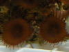 CoralFrags012.jpg