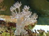 CoralFrags011.jpg