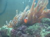 NewSaltwater044.jpg