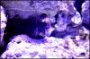 Aquarium Fish 010.JPG