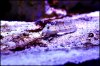 Aquarium Fish 055.JPG Aquarium Fish 055.JPG