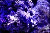 Aquarium Fish 008.JPG Aquarium Fish 008.JPG