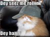 funny-pictures-cat-has-cap.jpg