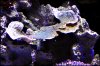 Aquarium 011.JPG Aquarium 011.JPG