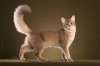 somali-cat-picture-4.jpg