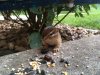 Ground Squirrel.jpg Ground Squirrel.jpg