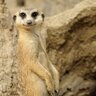 Meerkat